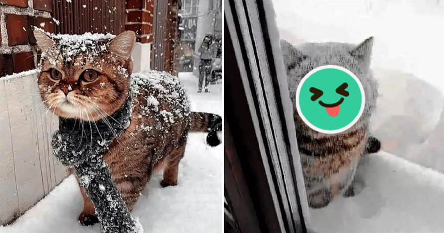下大雪了貓咪還出去玩，回來時看到它的模樣我笑了，叫你逞能呀