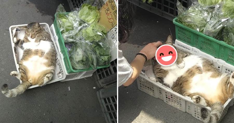 貓躺在菜筐里曬太陽，引起路人駐足拍照：老板，你這貓筐怎麼賣？