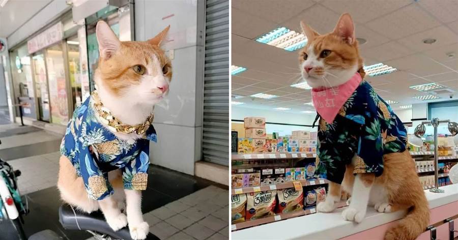 帶貓買零食錢不夠，店長竟提議：貓留下打工一小時還債