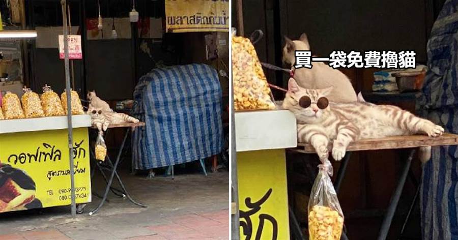 一只貓咪戴著墨鏡，在爆米花的攤位旁趴著，貓：買一袋免費擼貓