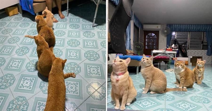 網友家里養橘貓「餓勢力」，每次吃飯卻乖乖排隊：把食物交出來