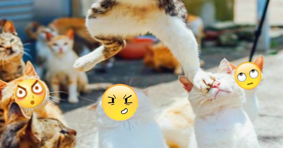 一張貓咪被踹飛的瞬間照，「背景卻比主角搶戲」，網笑：小表情太真實啦！