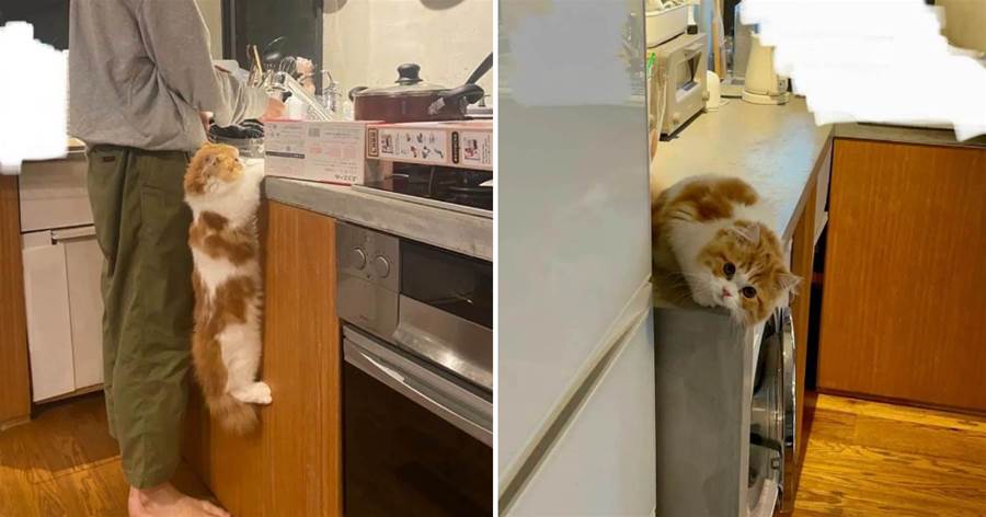 貓咪好奇主人刷碗，奮力扒著臺子使勁看，網友：小奶貓的臂力不錯