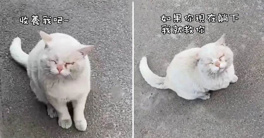 「雙目失明」的流浪貓哭著上門求助，結果慘遭嘠蛋，貓咪：還不如流浪呢