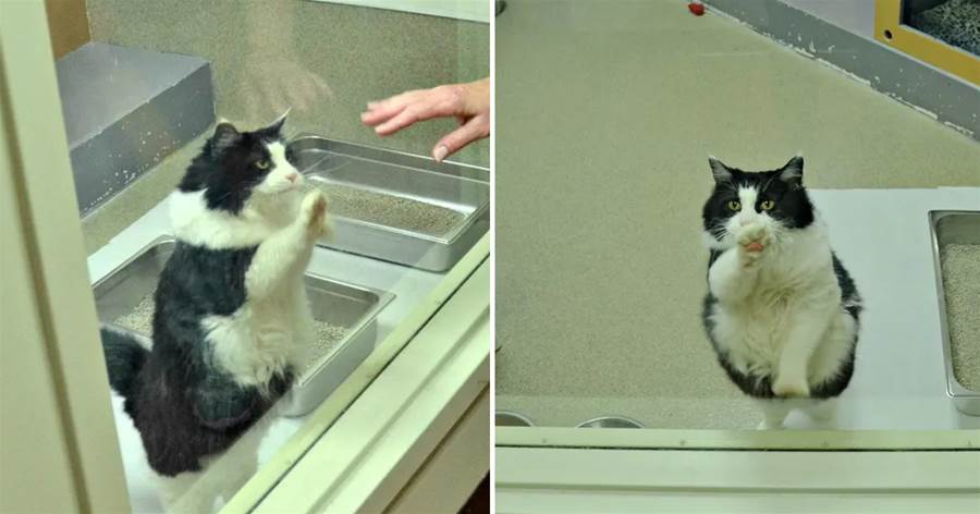 太心疼了！13歲老貓被送收容所，為了有個新家，一見到人就拼命貼玻璃「招手」：我很乖的..