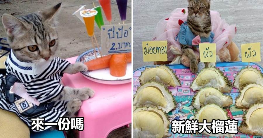 泰國小貓咪每天穿不同高定來擺攤，惹顧客瘋狂：「老板怎麼賣？」