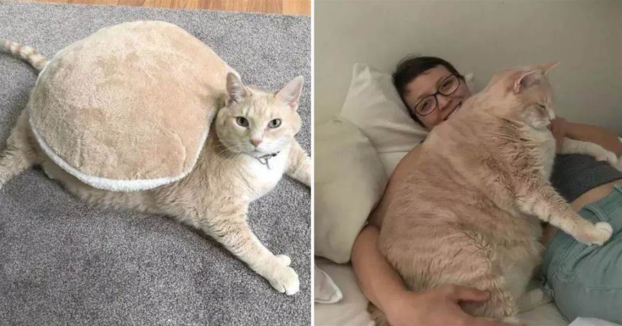 3歲的橘貓重達30多斤，沒想到減肥3個月后，網友驚了：連貓都可以？
