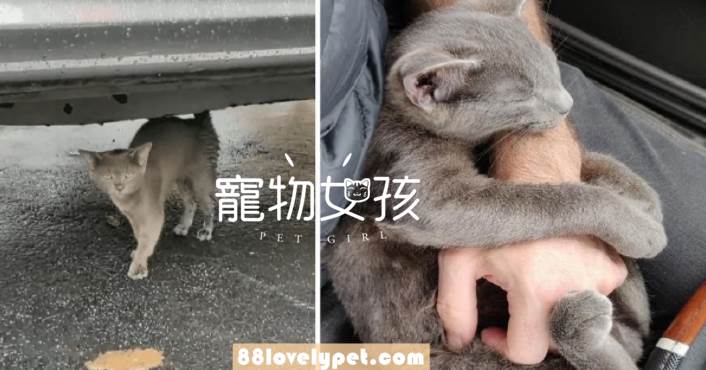 小灰貓哭著求救，帶上車后牠「緊緊抱住」不松手：拜托帶我回去