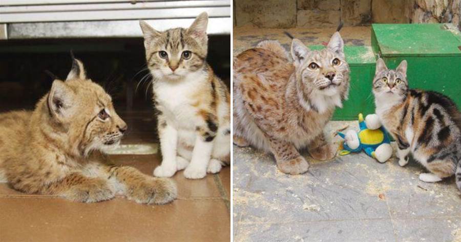 三花貓偷溜進動物園，被遠房親戚收留，一住就住11年