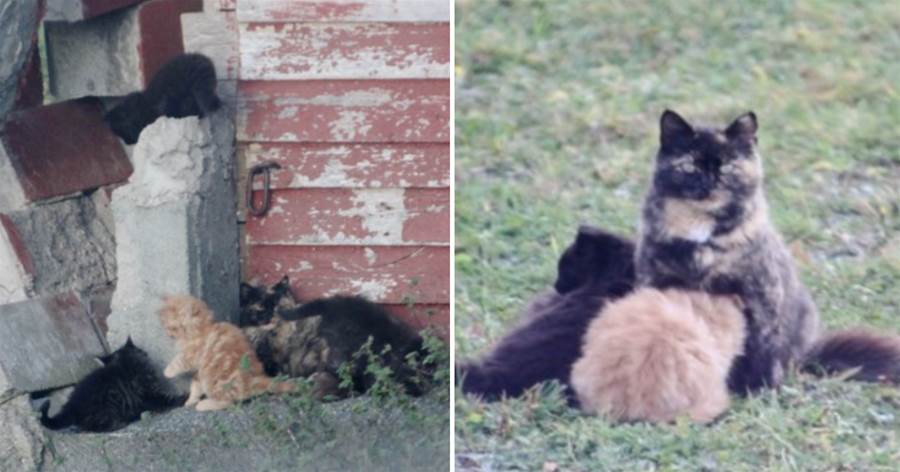 谷倉發現一家貓咪，男子花了2個月時間成功解救他們