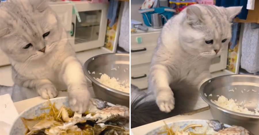 小貓咪明目張膽偷吃魚，竟然還會搭配米飯，真是成精了