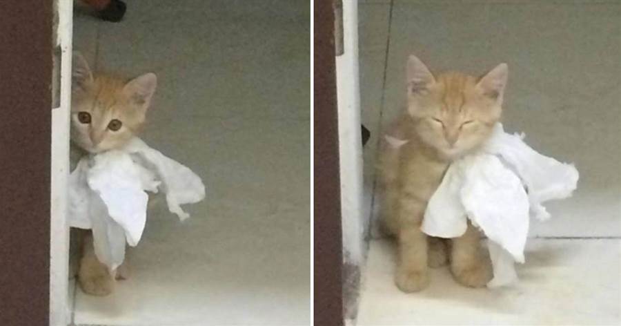 小貓咪幫主人拿著廁紙，最后還等睡著了，真是太可愛了
