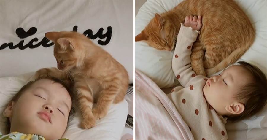 撿回來的小橘貓喜歡和人類幼崽搶枕頭，搶著搶著就長大了