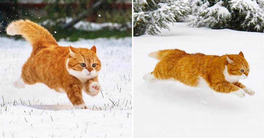 看「雪中飛橘圖」清涼一夏！ 肥美又溫暖，還會打雪仗和鏟雪哦