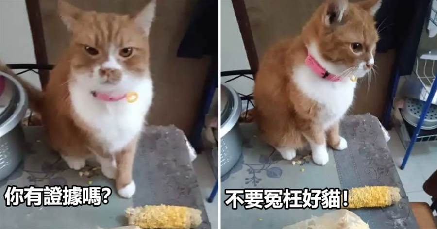 貓咪偷吃玉米被抓包，還理直氣壯：「你有證據嗎？」