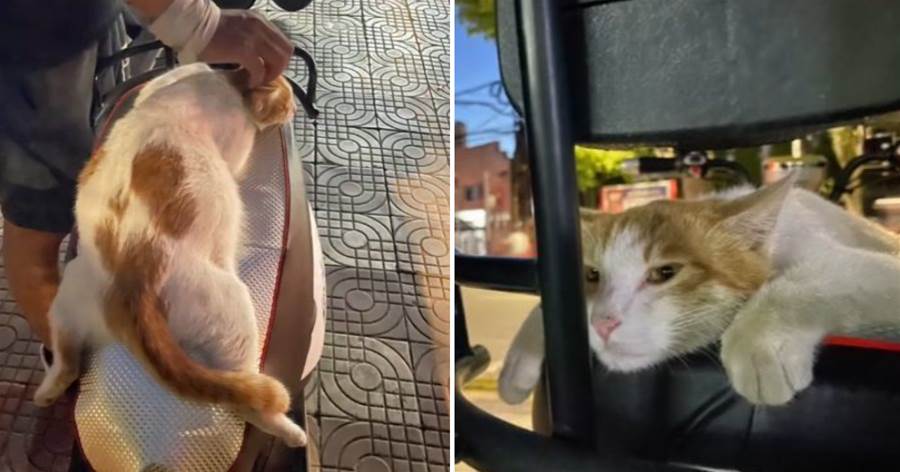 小伙跟朋友吃完飯后，取車時發現車座子被貓霸佔了：哪里來的小可愛呀