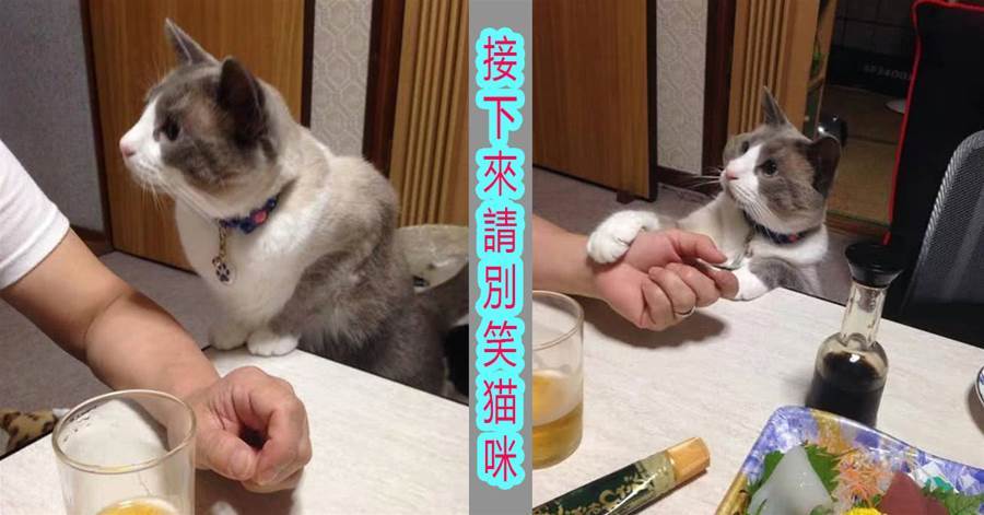 貓咪看到主人吃生魚片，立馬撒嬌想吃，接下來請別笑貓咪！