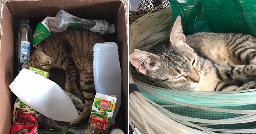 貓咪擠在回收箱睡覺，看著凄慘心酸，但大家都被它騙了