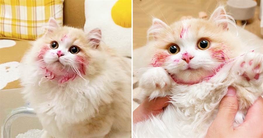 貓咪偷吃火龍果，臉都被染成了紅色，看它笑嘻嘻的表情下不去手啊