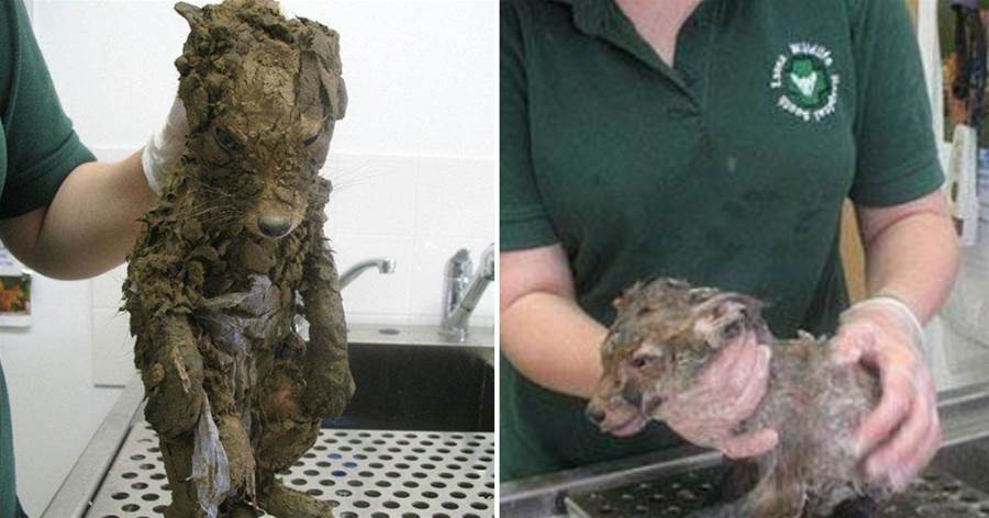 工地上發現一只全身是泥的狗狗，救援人員帶回洗干凈后卻嚇一跳：這不是狗啊！