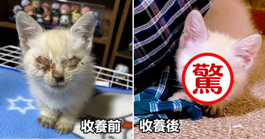 小貓因「雙眼發炎」被嫌，被救1個月后成「絕美仙貓」，網驚：是藍眼天使貓❤~