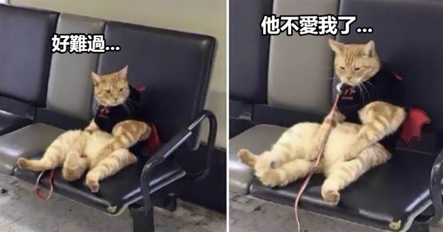 車站接到女友后卻把貓咪忘了，在候車廳找到它時，直接笑翻了，貓：我不該在這的..