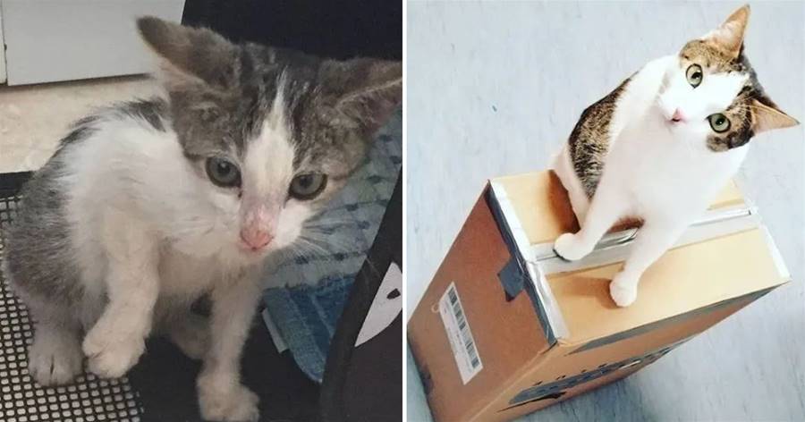 網友救了只小貓，卻因長期外出無法照顧，于是「想出一個妙招」，網贊爆：太傳奇啦！
