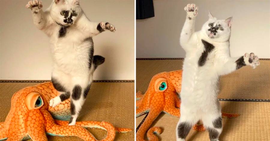 這只貓咪長得一言難盡，可這組貓貓大戰章魚組圖卻為它圈粉無數