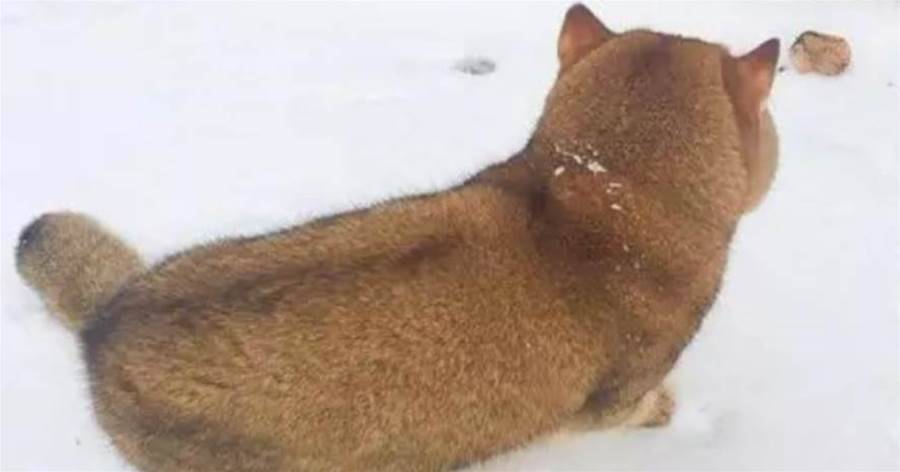 主人帶肥美「柴犬」去玩雪，一看正面網友全笑翻：根本不是柴柴啊！