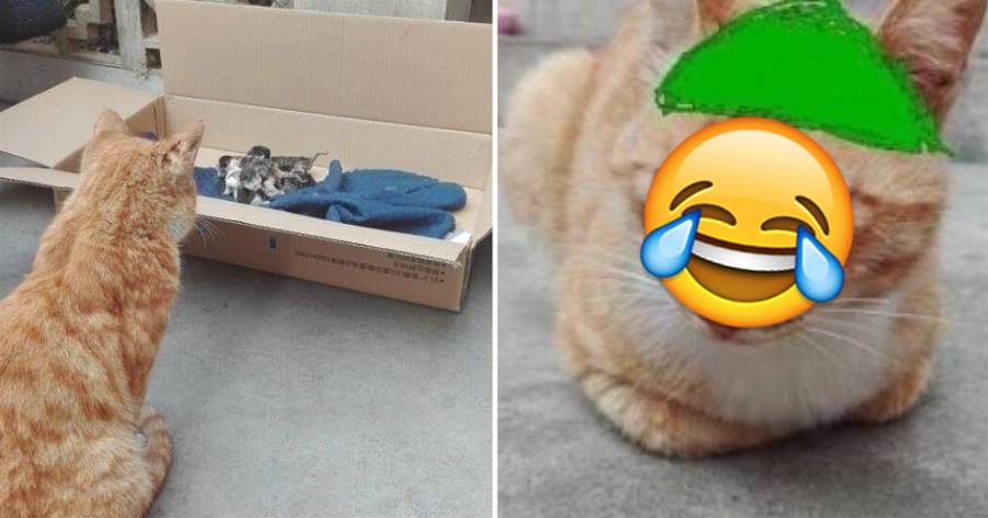 貓媽生了一窩，貓爸上前瞧小貓崽都不像它「滿臉懵」，網友評論炸了！