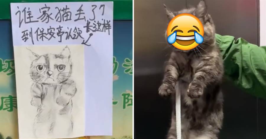 一小貓走失被保安逮到，還畫了張「小貓畫像」招領，看到本尊后網友：簡直一模一樣！